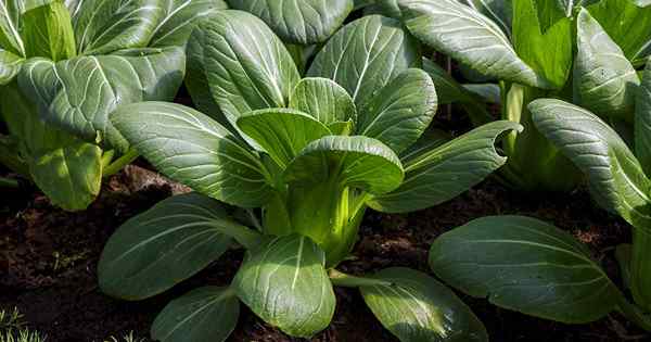 Cómo plantar y cultivar bok choy