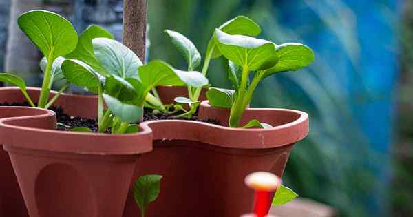 Consejos para cultivar bok choy en contenedores