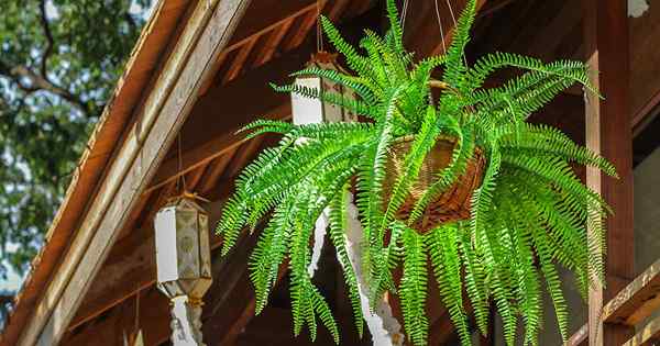 Boston Fern Care Guide Belajar untuk menumbuhkan Houseplant yang mudah diperhatikan ini