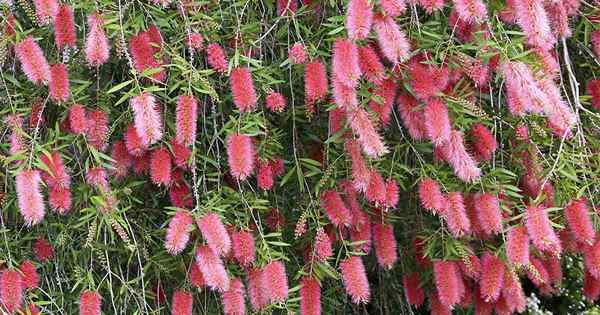 Cara menumbuhkan dan merawat tanaman bottlebrush