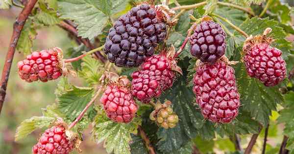 Cara Tumbuh dan Merawat Boysenberry Buses