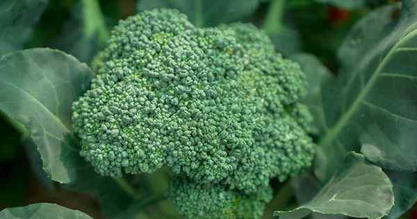 Comment planter et faire pousser du brocoli