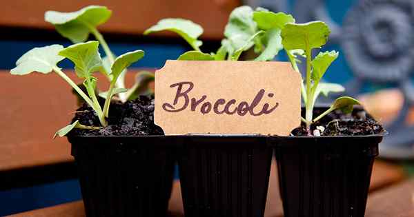 Cara menumbuhkan brokoli dalam wadah