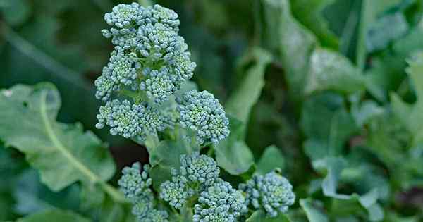 Cara tumbuh broccolini