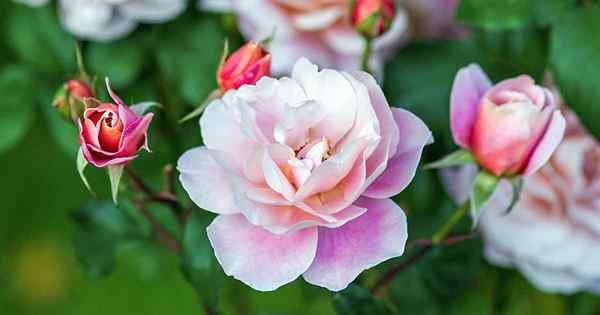 Tout sur Griffith Buck Roses