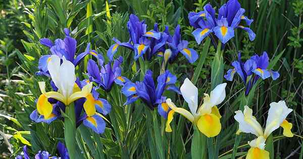 Petua untuk membesar iris bulbous di taman