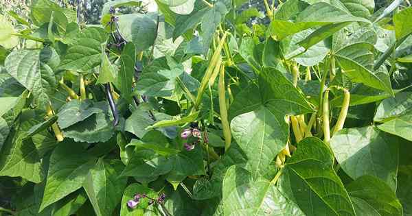 Cómo plantar y cultivar frijoles de arbusto