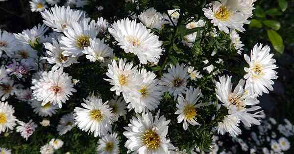 Conseils pour cultiver des asters touffus