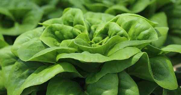 Cara Menanam Buttercrunch Lettuce