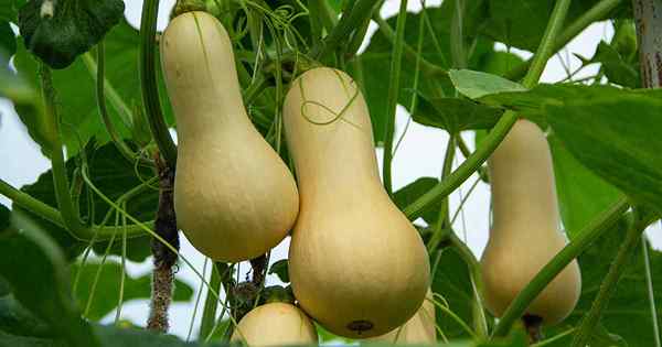 Cómo plantar y cultivar calabaza de butternut