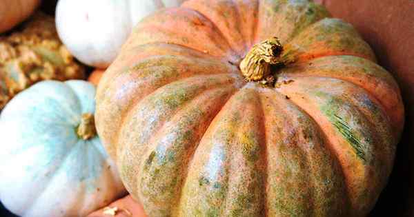 Cómo plantar y cultivar calabaza calabaza