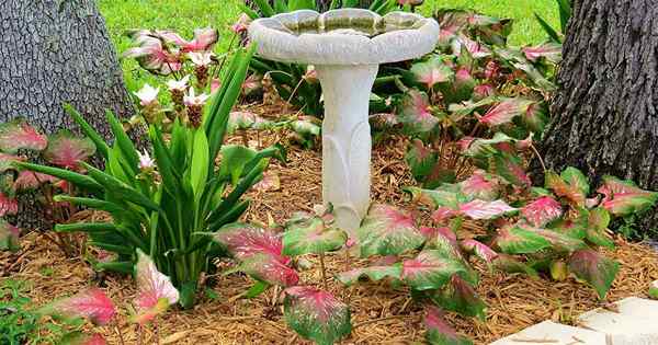 Comment cultiver des caladiums colorés