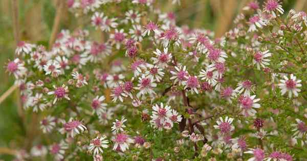 Cara tumbuh dan merawat calico aster di akhir musim panas untuk jatuh taman