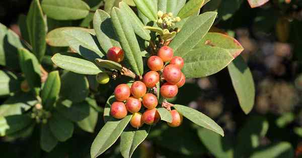 Wie man kalifornische Kaffeeberry anbaut