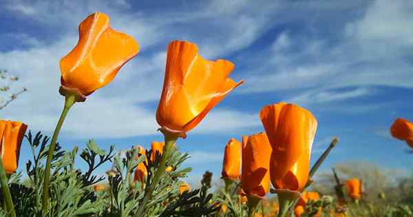 Cómo plantar y cultivar amapolas de California