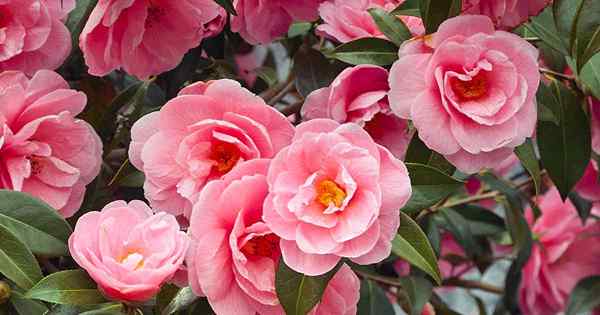 Cómo crecer y cuidar las flores de camelia