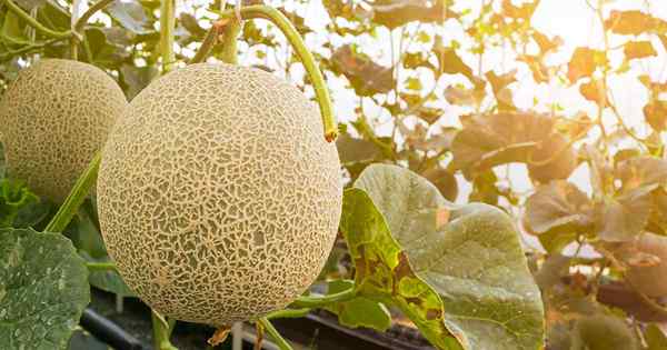 Comment faire pousser du cantaloup dans le jardin
