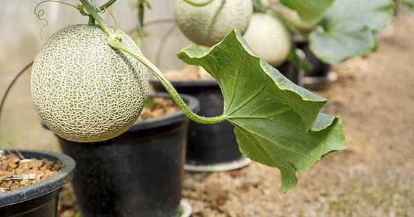 Cómo cultivar el cantaloupo en contenedores