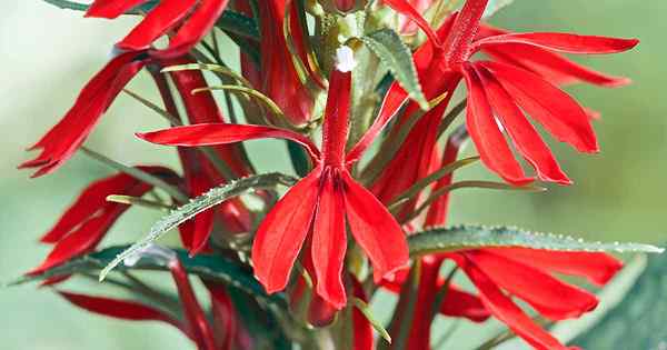 Como crescer e cuidar de flores cardinais