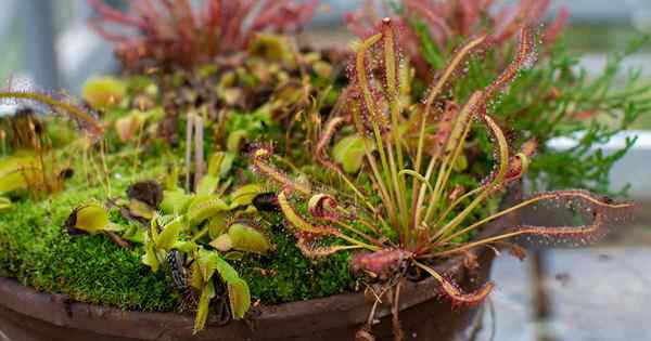 Cultivo de plantas carnívoras 101 Como começar