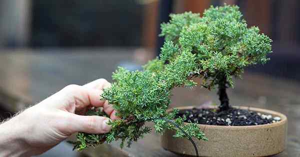 Cómo recortar y dar forma a un bonsai de estilo cascade