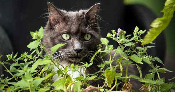 Comment cultiver le catnip dans le jardin