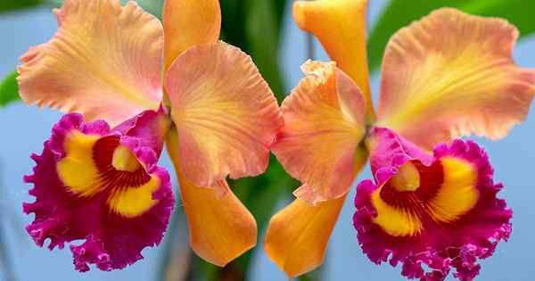 Cómo crecer y cuidar a las orquídeas de Cattleya