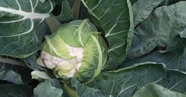 Cómo cultivar coliflor en contenedores