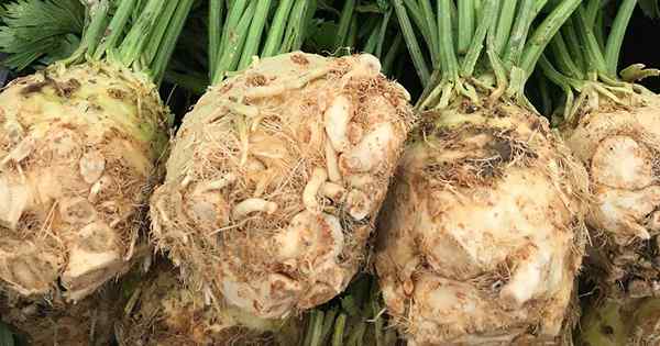 Cara menanam dan menanam akar seledri (celeriac)