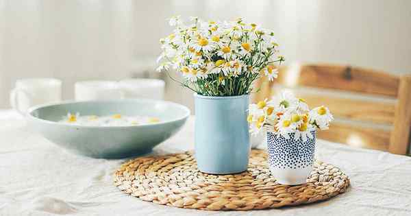 Cara Menumbuhkan Chamomile Di dalam rumah