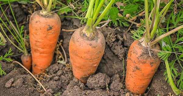 Knusprig, süß und rot bis zum Kern, wie man Chantenay -Karotten anbaut