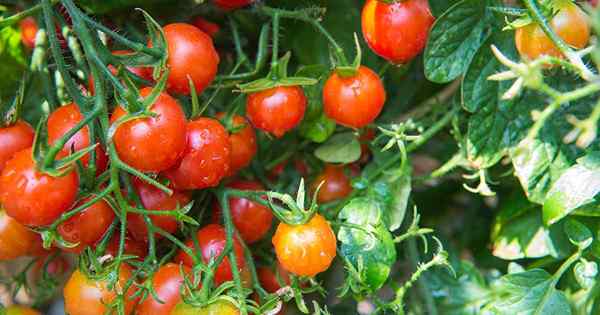 Cómo cultivar tomates cherry