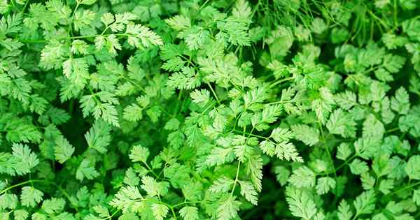 Cómo cultivar Chervil