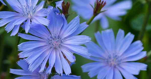 Cara Menumbuhkan Chicory Biasa