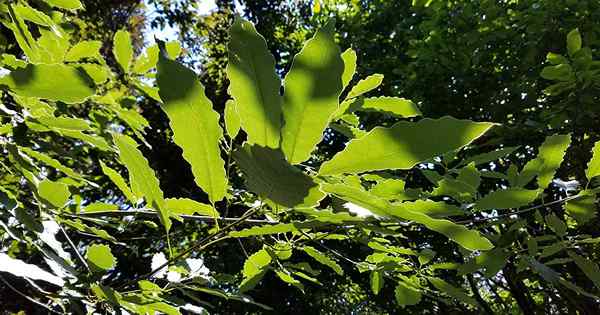 Wie man wächst und um einen Chinkapin -Eichenbaum kümmert
