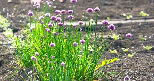 Cara menanam chives dari benih