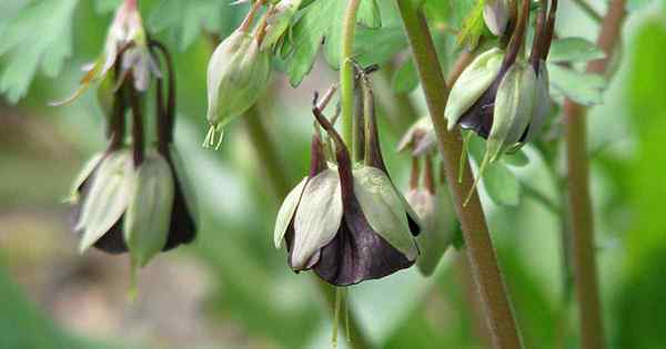 Mengembangkan Prajurit Cokelat Cara Menumbuhkan Bunga Columbine Hijau