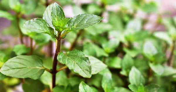 Cómo crecer y usar menta de chocolate