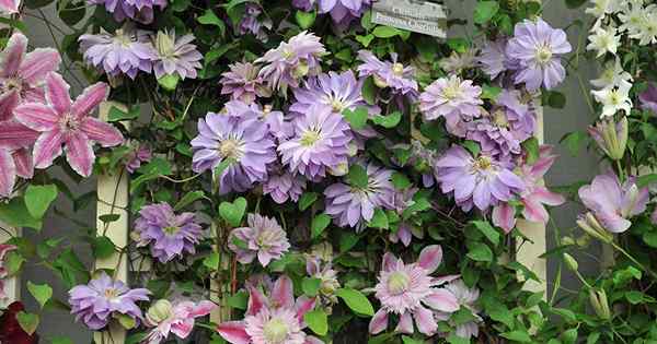 Wie man wächst und um Clematis kümmert