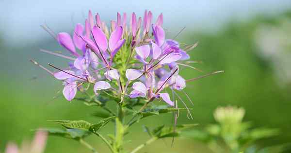 Cara tumbuh cleome (bunga labah -labah)