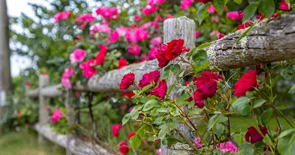 Comment choisir, élever et maintenir de belles roses d'escalade