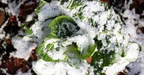 Petua untuk tumbuh sayur -sayuran kolard pada musim sejuk