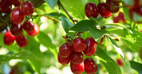 Comment cultiver et prendre soin des cerisiers cornéliens