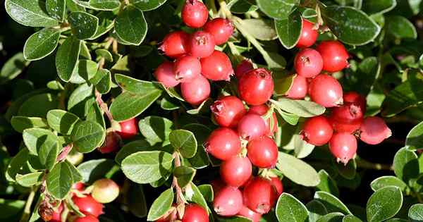 Cara menanam tanaman cranberry di kebun