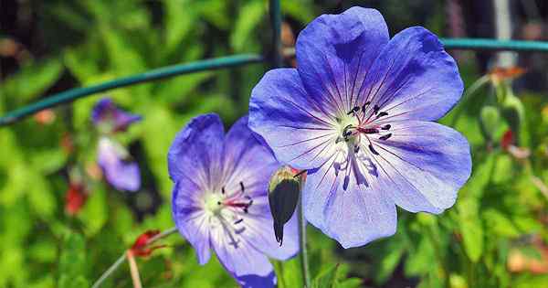 Cranesbill geranium bagaimana menumbuhkan taman klasik