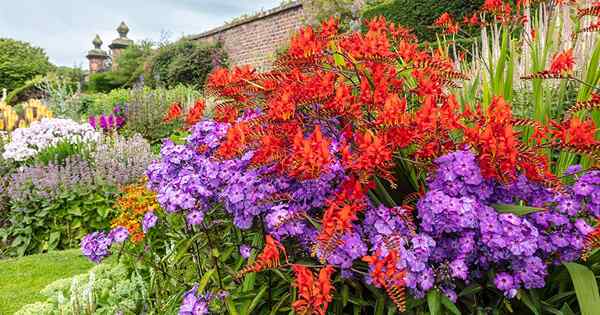 Como crescer e cuidar de Crocosmia