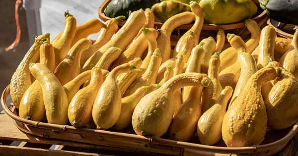 Tips untuk menumbuhkan Crookneck Squash