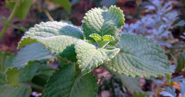 Wie man wächst und für kubanisches Oregano sorgt