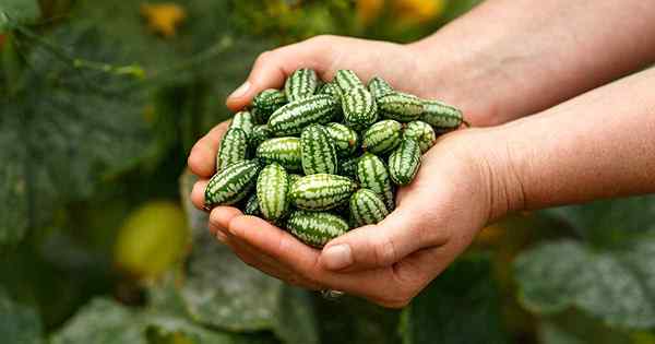 Cara Menumbuhkan Cucamelon (Gherkins Mexico Mexico)