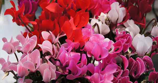 Comment grandir et prendre soin des plantes d'intérieur de cyclamen